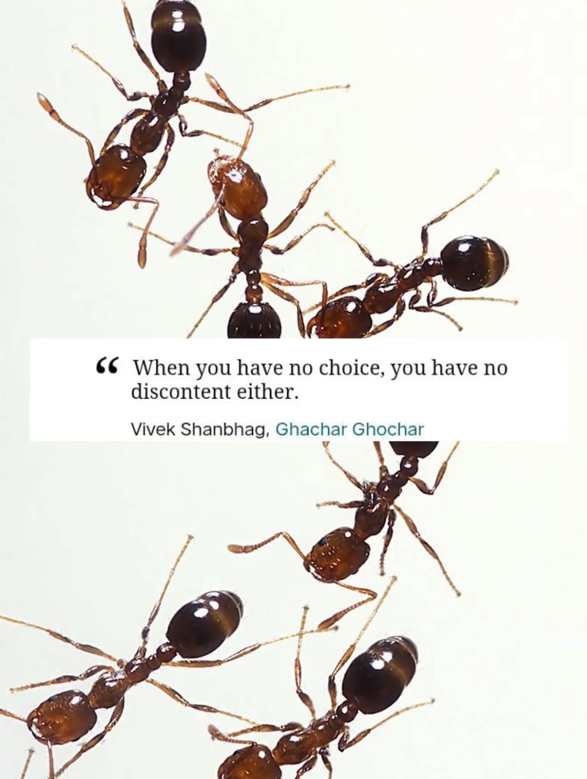 Ghachar Ghochar by Vivek Shanbhag